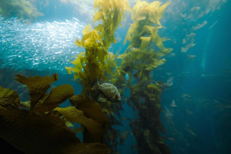 Why Kelp is Considered a Fish in South Africa