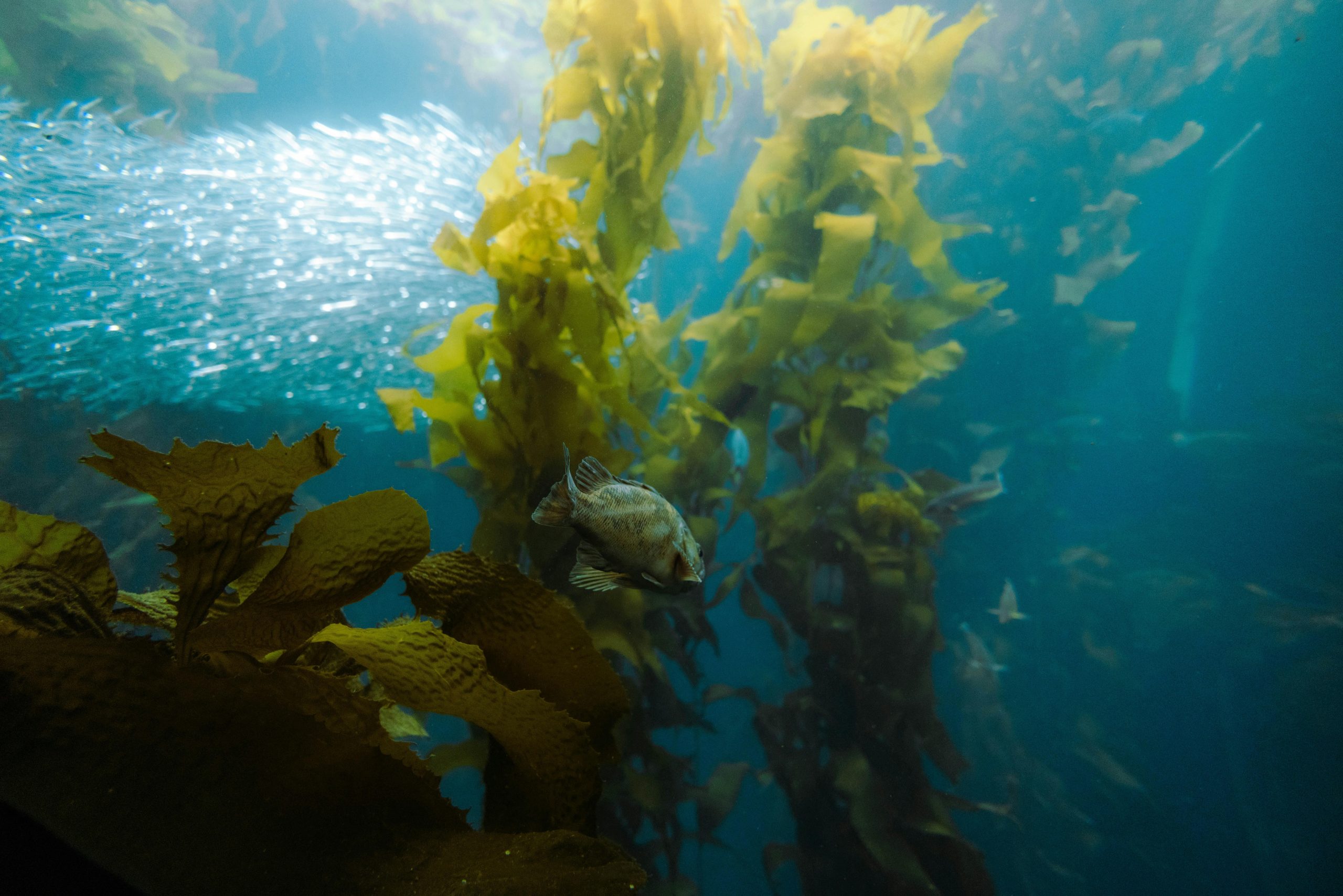 Why Kelp is Considered a Fish in South Africa